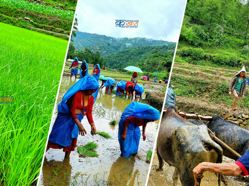 मौसमले साथ दिएपछि रुकुम पश्चिममा समयमै धान रोपाई सुरु (फोटो फिचर)